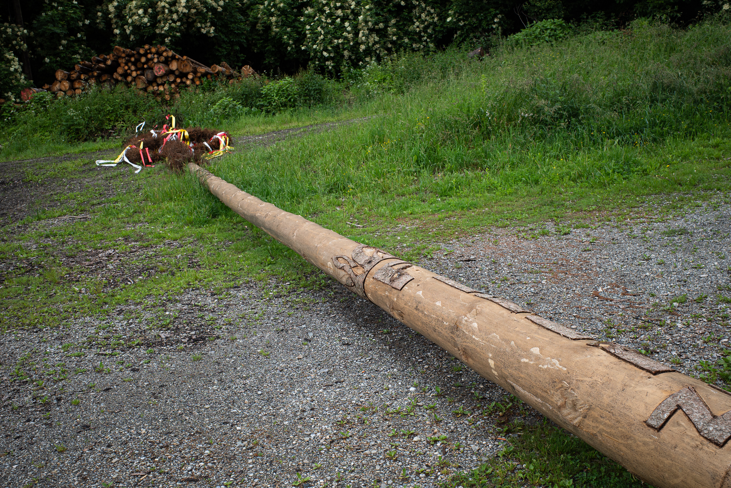 Ein Maibaum wartet liegend auf seinen Auftritt, die Bänder sind schon montiert